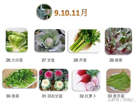 好種植的蔬菜